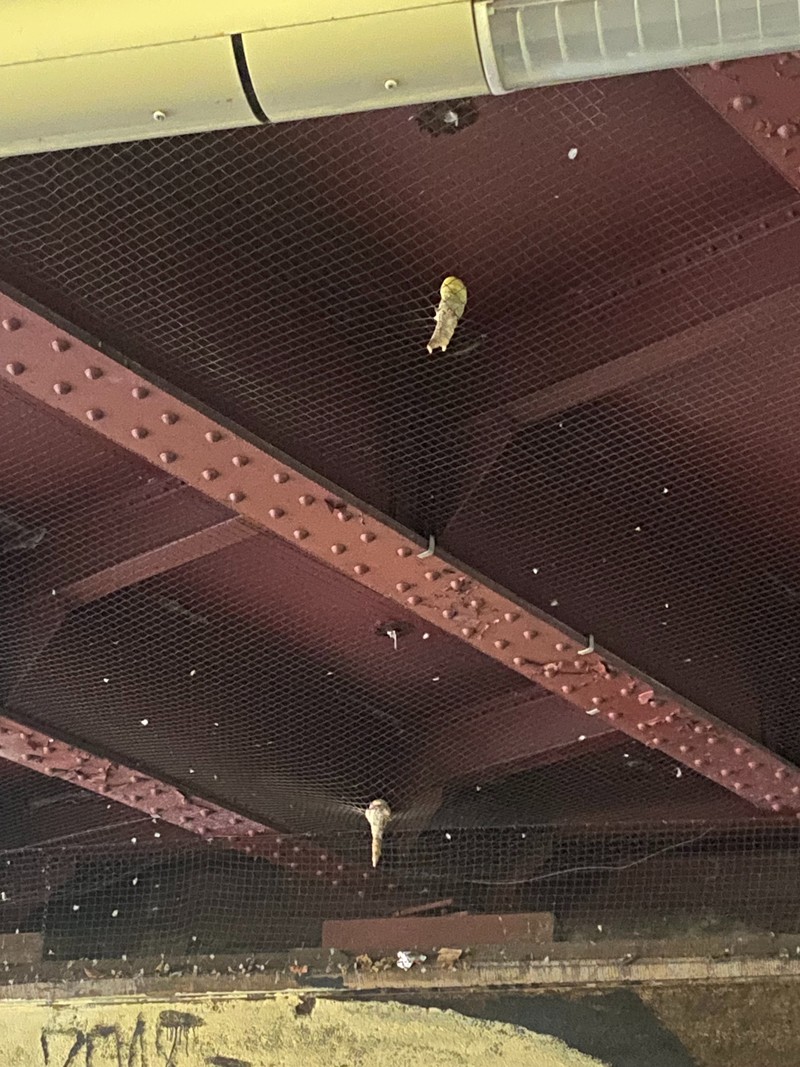 Was sind das für Zipfel unter der Brücke? Es gibt eine Vermutung.