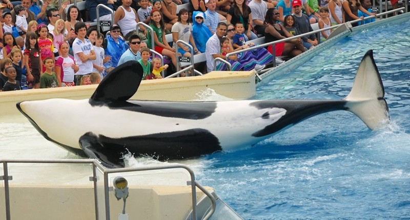 Delfine und Orcas gehören ins Meer, nicht in eine Show.