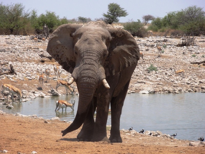 Die Tiere in ihrer natürlichen Umgebung erleben ist doch das Beste!