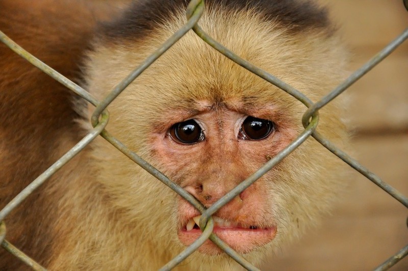 Im Urlaub gibt es viele Attraktionen, die pure Tierquälerei sind.