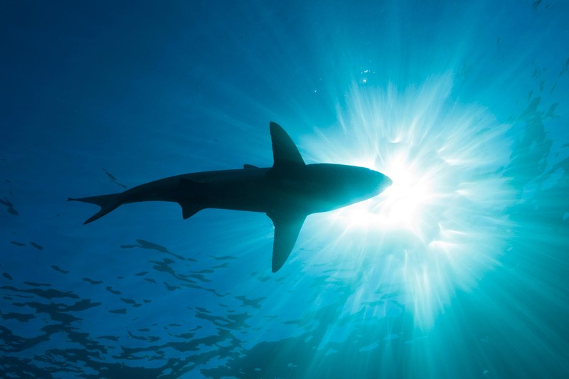 Auch wenn Haie nur selten Menschen angreifen, möchte wahrscheinlich niemand einen wilden Hai in offenem Gewässer antreffen.