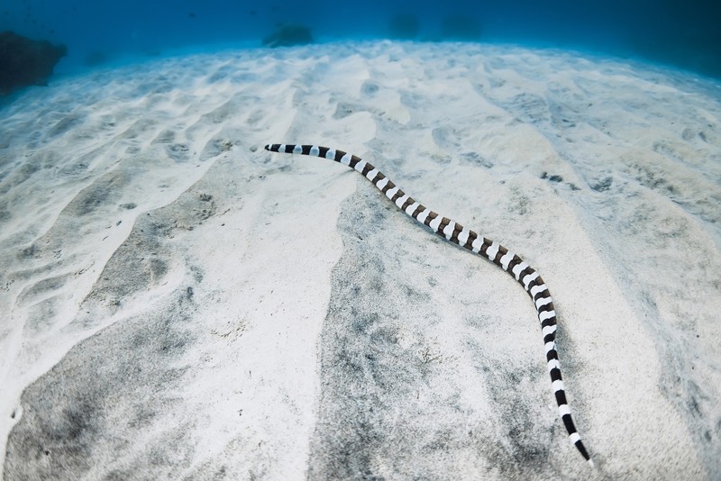 In offenen Gewässern kann man jederzeit auf gefährliche Tiere wie beispielsweise giftige Seeschlangen treffen.