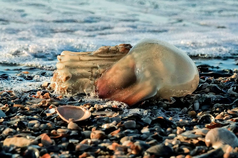 Du solltest wissen, welche Tiere im Gewässer schwimmen.