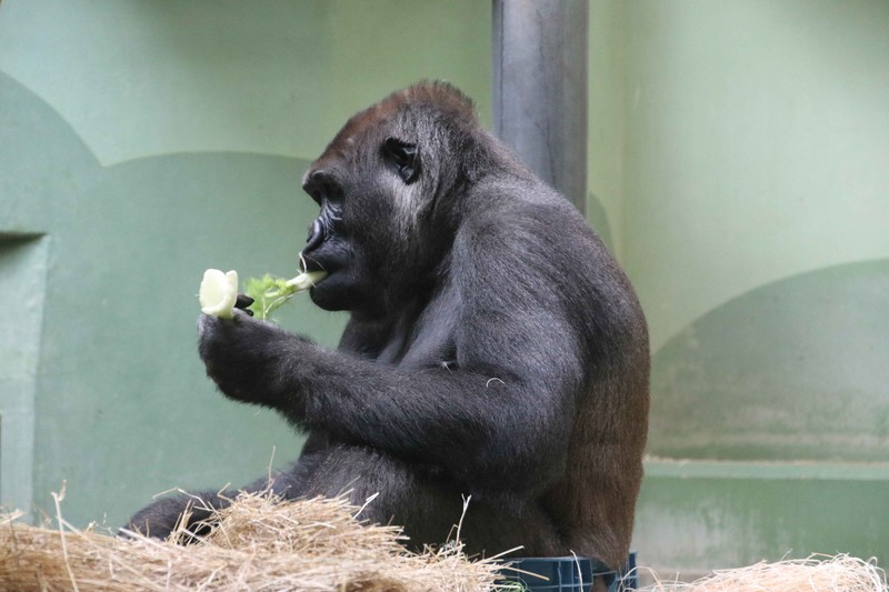 Der Gorilla Bokito sitzt seit 2005 in einem Zoo in Rotterdam.