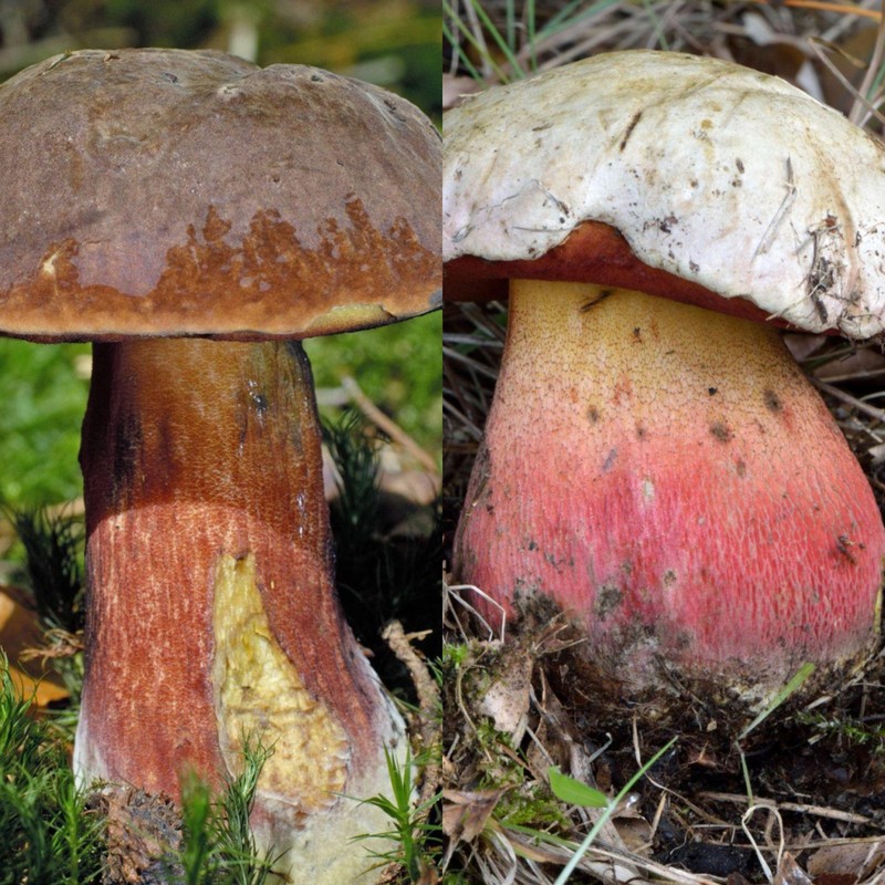 Hexenröhrling: Mit seinen leuchtend roten Poren und dem kräftigen Blau, das sein Fleisch bei Berührung annimmt, sieht der Pilz schon ein wenig unheimlich aus. Dennoch kann man ihn gut essen.