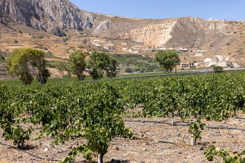 Santorinis Weinberge werden oft vergessen. 