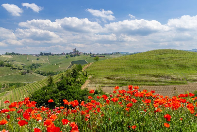 Wer zu seinem Wein Trüffeln genießen will, sollte sich Piemont ansehen. 