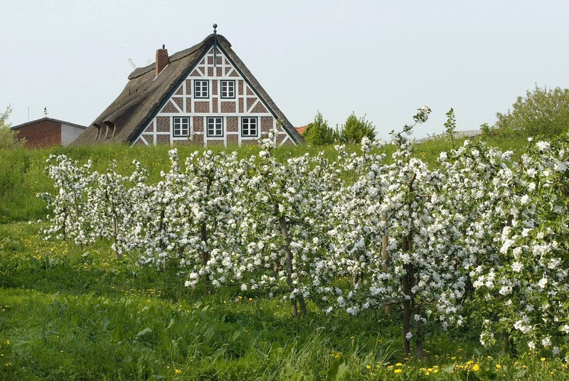 Die Blütenpracht eignet sich übrigens auch besonders gut für schöne Erinnerungsfotos.