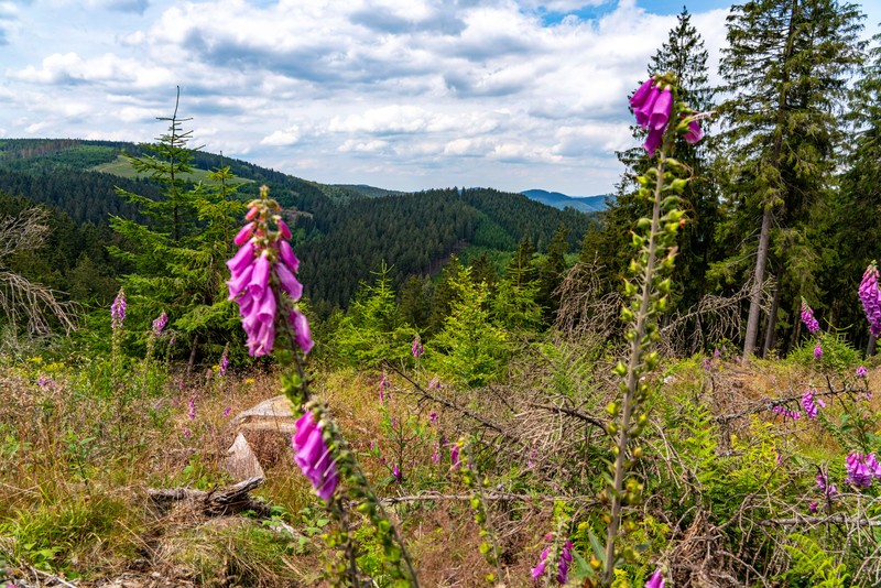 Grüne Wiesen und Wälder beleben die Sinne am Rothaarsteig.