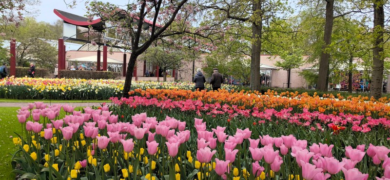 Zauberhafte Blumenkulisse in den Niederlanden gibt es im Frühling zu sehen.