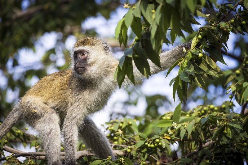 Meerkatzen und andere Tiere lassen sich im Arusha National Park beobachten.