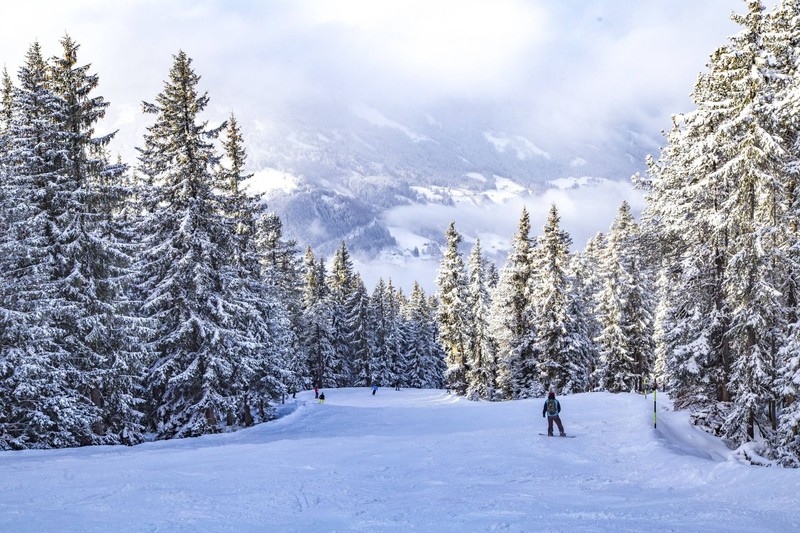 Zwischen Sonne und dichten Tannen führen die Pisten der Zillertal Arena.