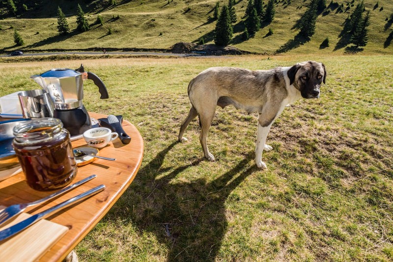 Es gibt ein Limit, wie viele Tiere im Camper mitgenommen werden dürfen.